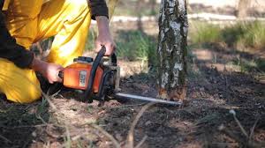 Trusted Dunlap, IL  Tree Services Experts